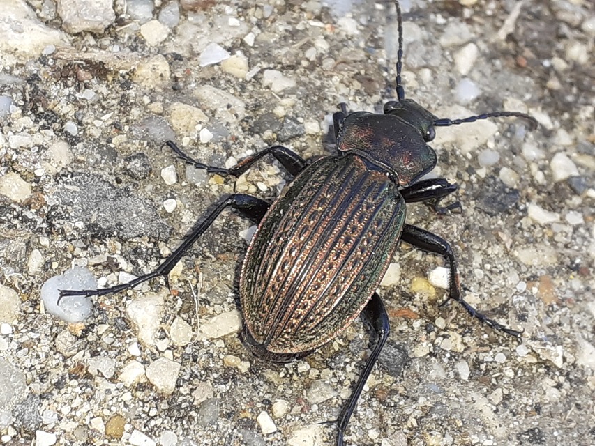 Carabus ulrichii - rezes futrinka