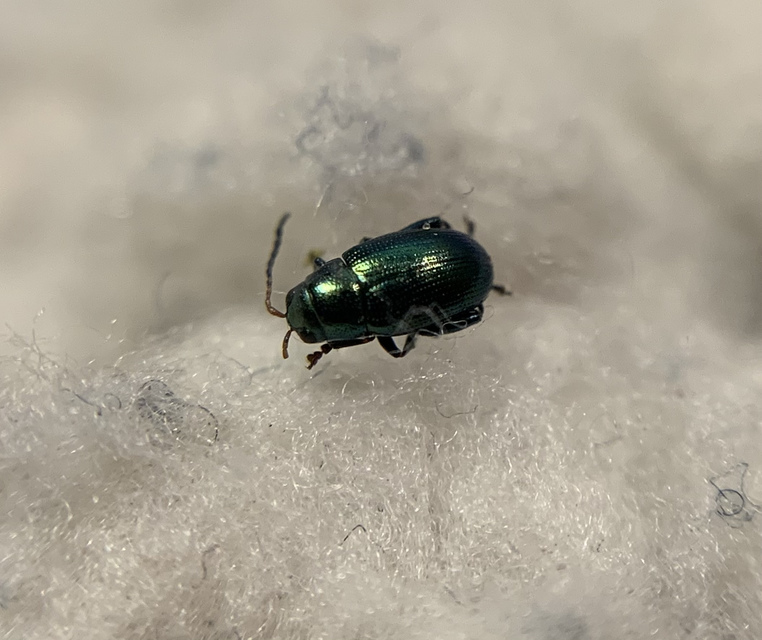 Chaetocnema chlorophana - zöld pázsitfű-földibolha