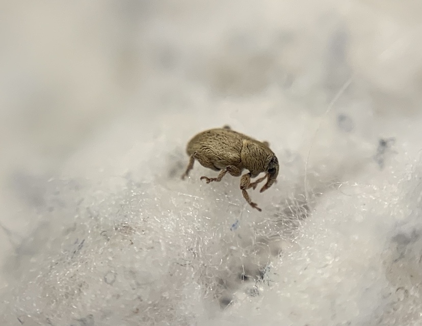 Tychius junceus - őszi tímárormányos