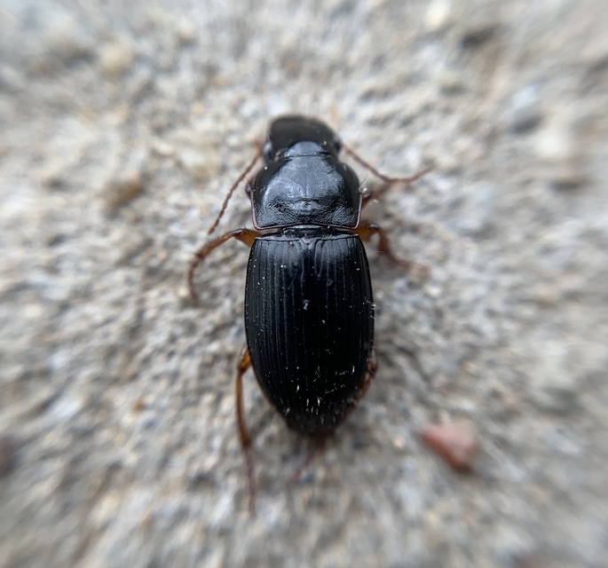 Harpalus latus - szélesfejű lomhafutó