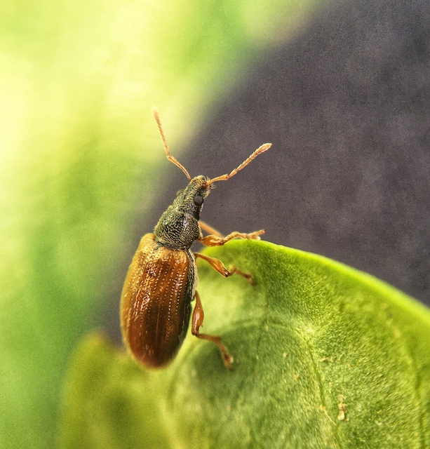 Phyllobius oblongus - közönséges levélormányos
