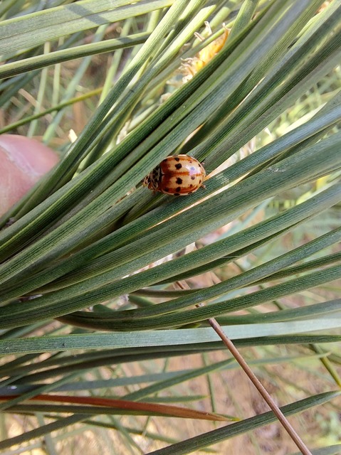 Harmonia quadripunctata - négypettyes katica