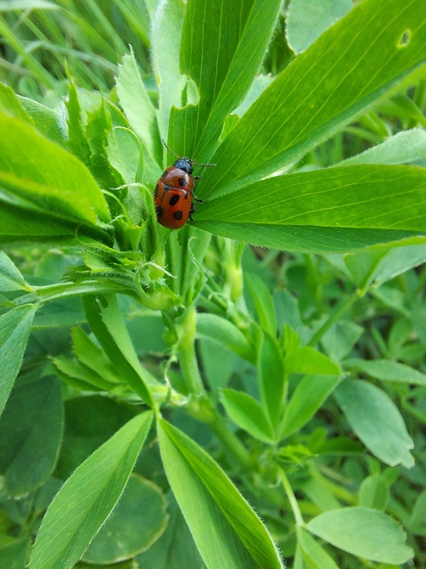 Gonioctena fornicata - közönséges lucernabogár
