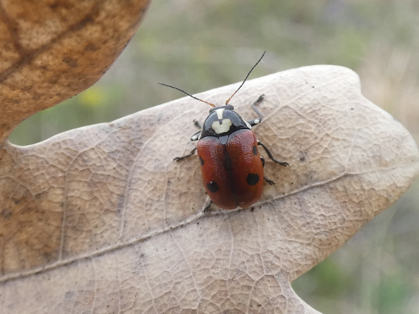 Cryptocephalus cordiger - szíves zömökbogár