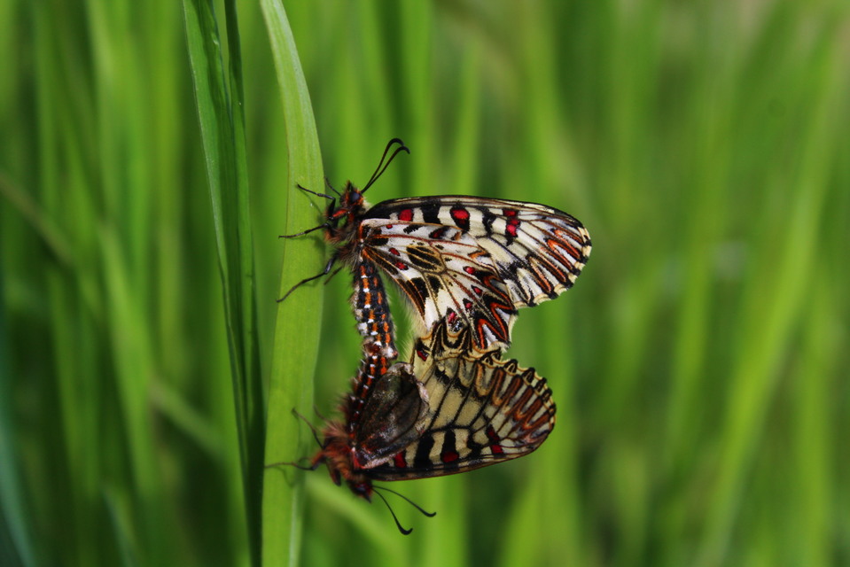 Zerynthia polyxena - farkasalmalepke
