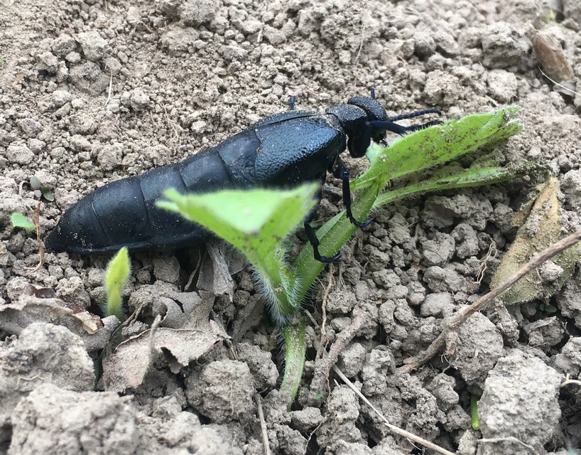 Meloe cicatricosus - óriásnünüke
