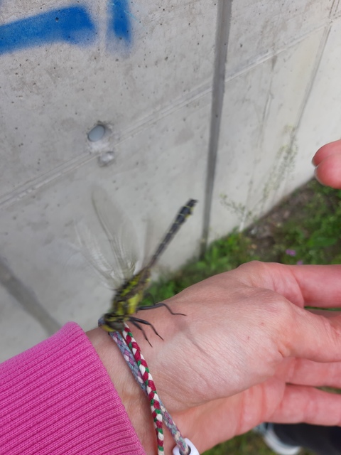 Gomphus vulgatissimus - feketelábú folyami-szitakötő