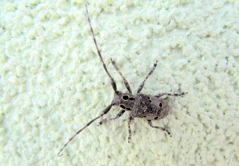 Mesosa curculionoides - szemfoltos cincér