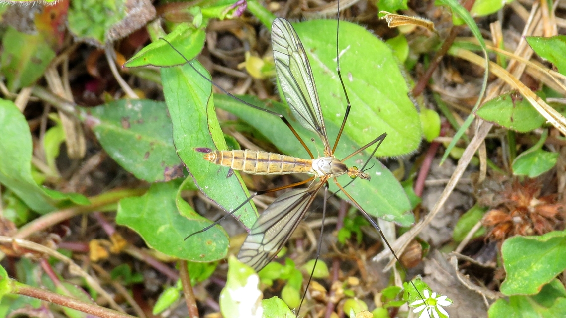 Tipula vernalis