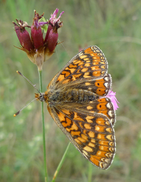 Euphydryas aurinia - lápi tarkalepke