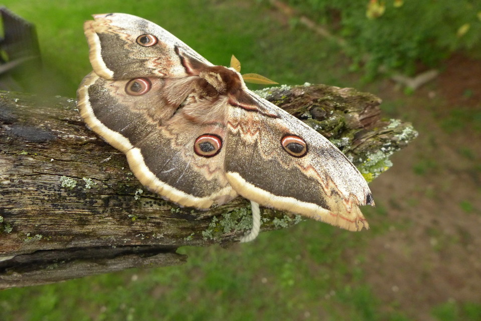 Saturnia pyri - nagy pávaszem