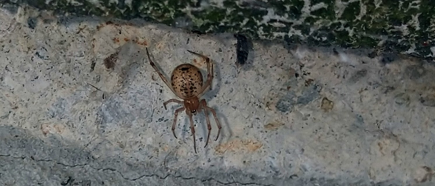 Parasteatoda tepidariorum - üvegházi törpepók