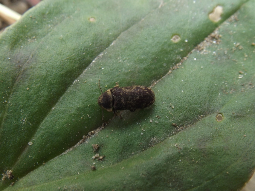 Xestobium rufovillosum - nagy álszú