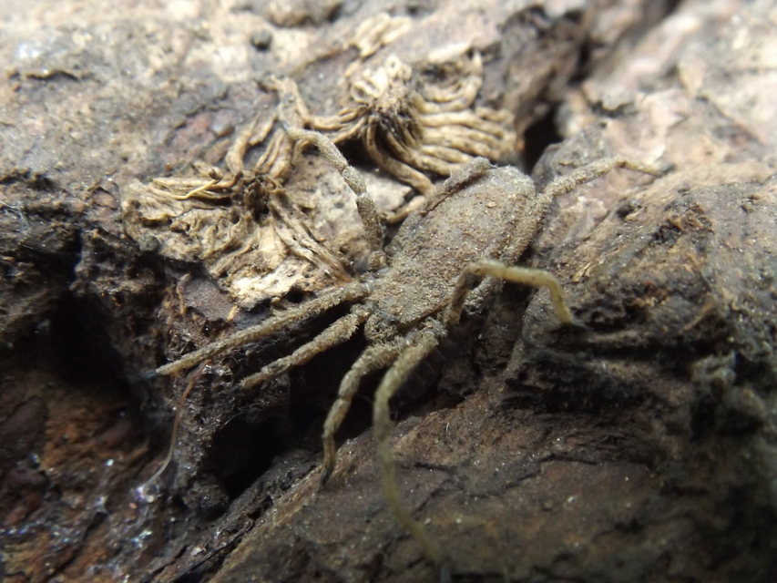 Trogulus