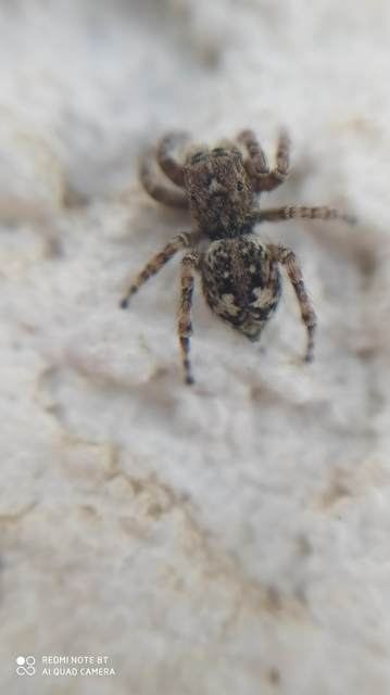 Attulus