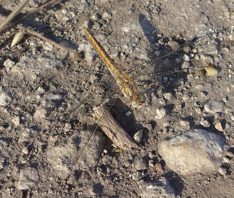 Orthetrum brunneum - pataki pásztorszitakötő