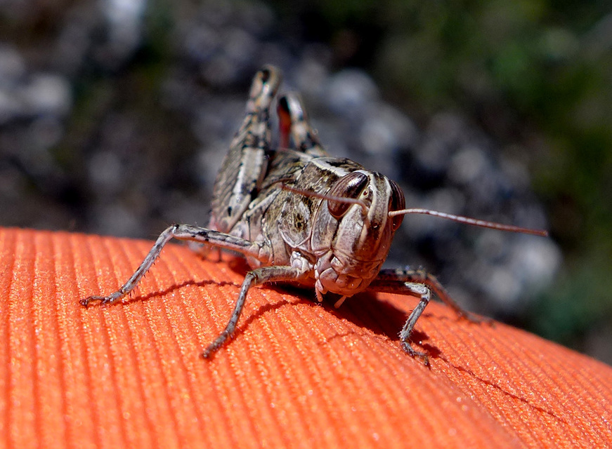 Calliptamus italicus - olaszsáska