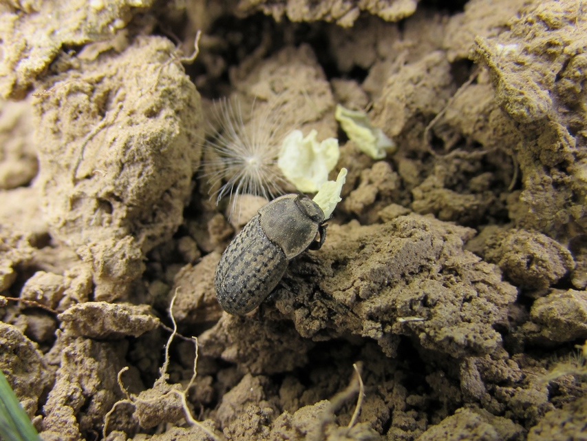 Opatrum sabulosum - sároshátú gyászbogár Opatrum sabulosum - sároshátú gyászbogár