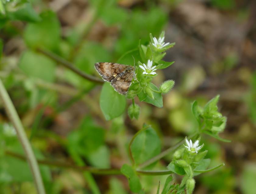Panemeria tenebrata - apró sárgabagoly