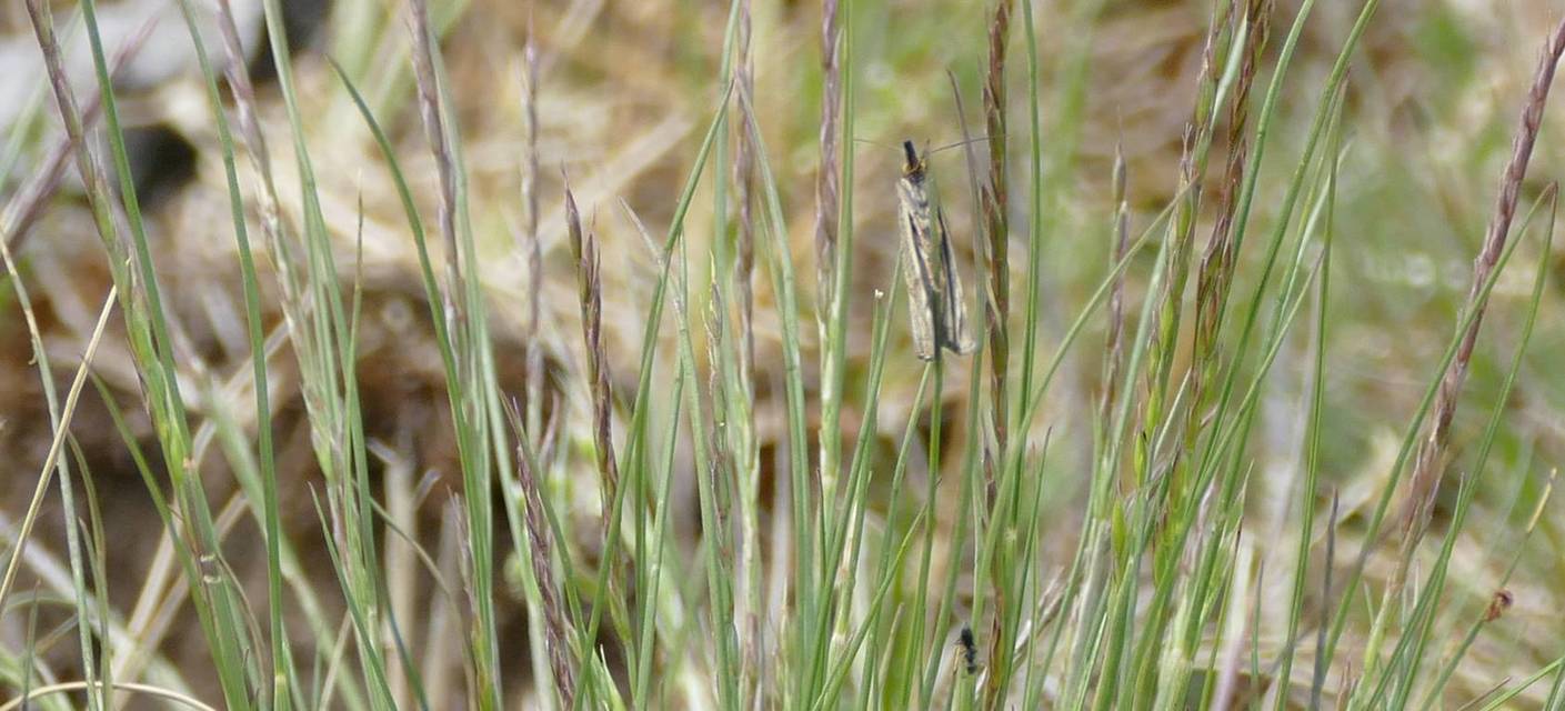 Thisanotia chrysonuchella - tavaszi fűgyökérmoly