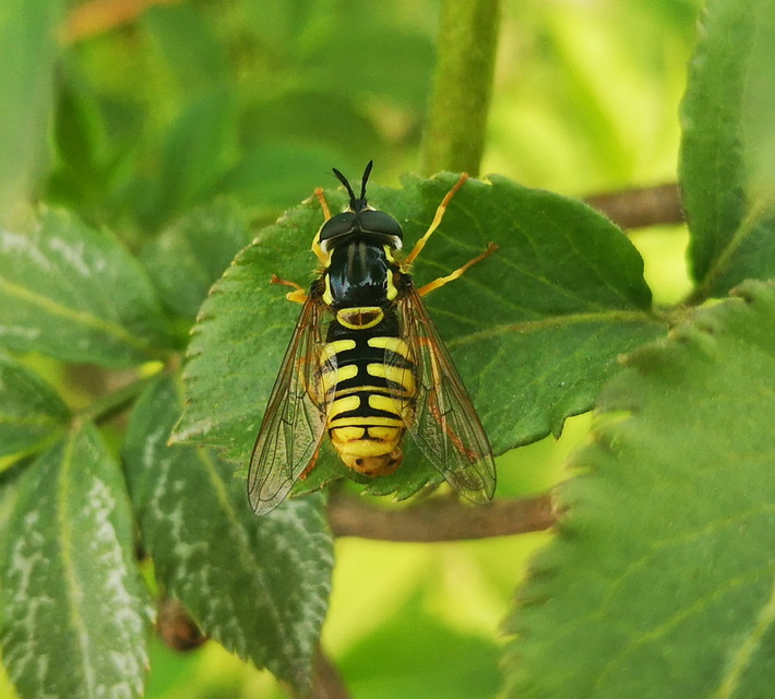 Chrysotoxum