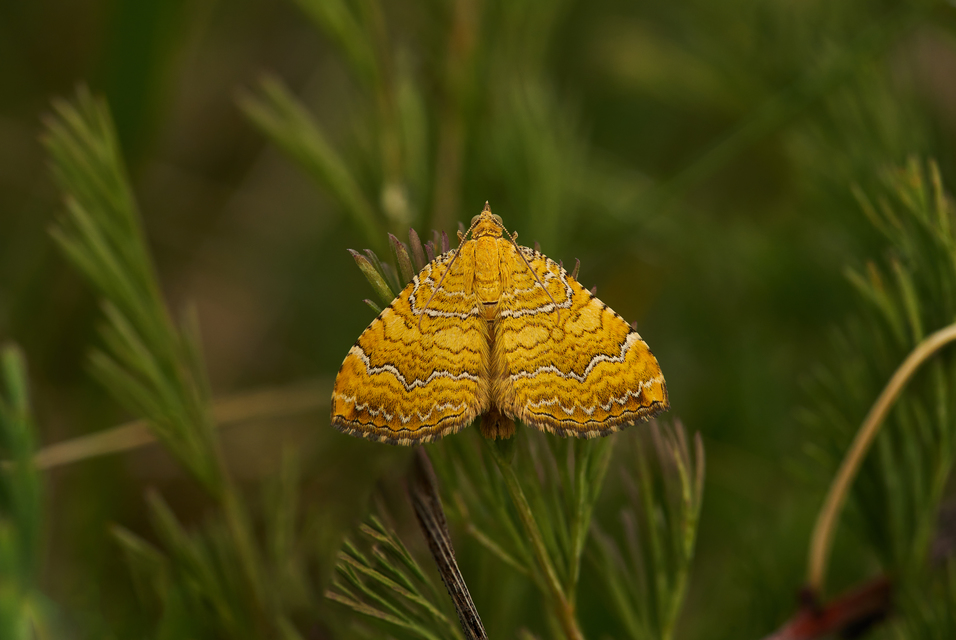 Camptogramma bilineata - kétvonalas sávosaraszoló