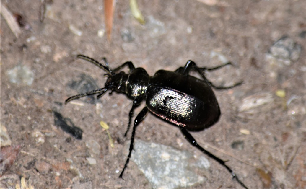 Calosoma inquisitor - kis bábrabló