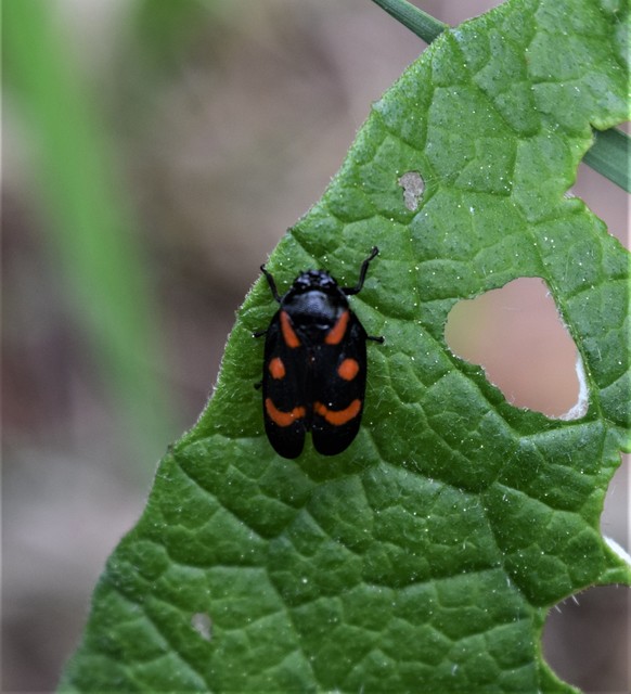 Cercopis arcuata/sanguinolenta