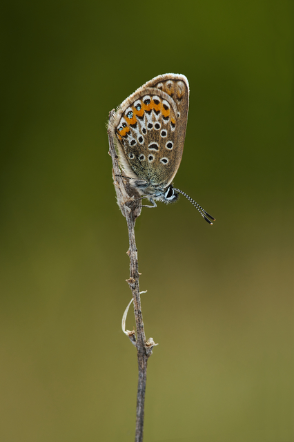 Plebejus argus - ezüstös boglárka