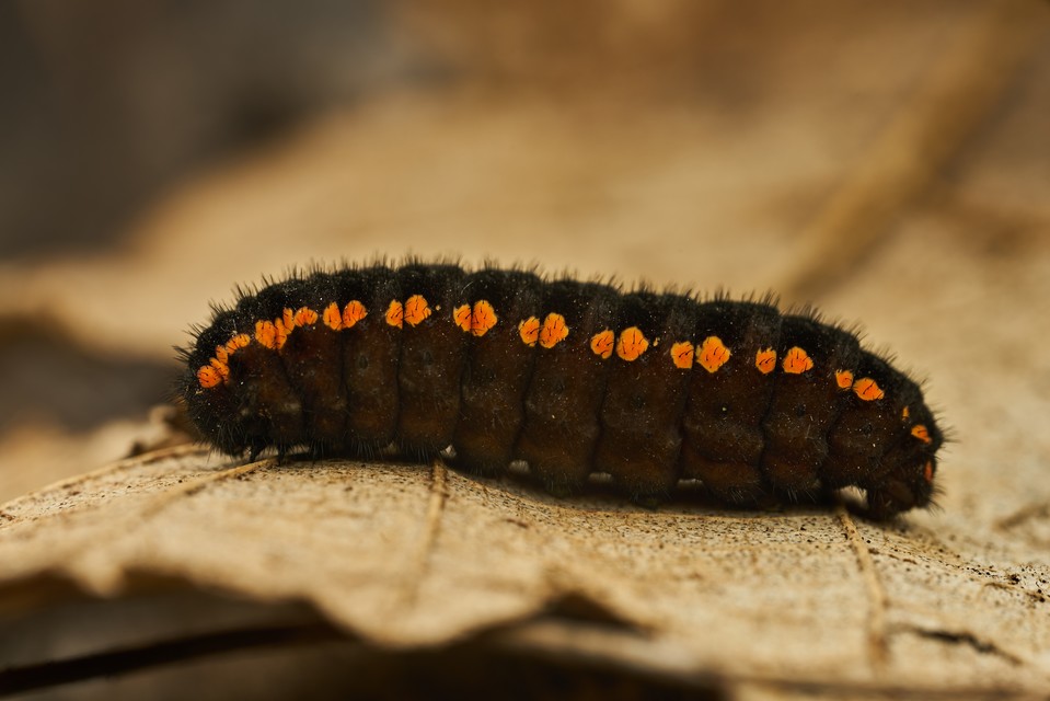 Parnassius mnemosyne - kis apollólepke
