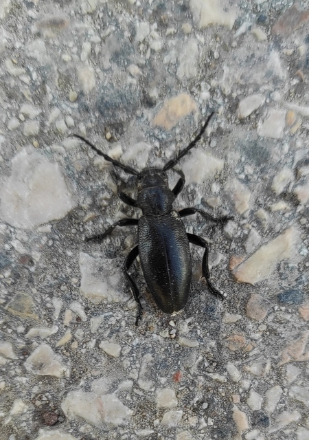 Dorcadion aethiops - fekete gyalogcincér