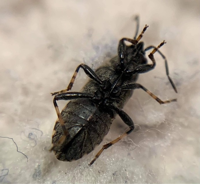Heterogaster affinis - hangabodobács