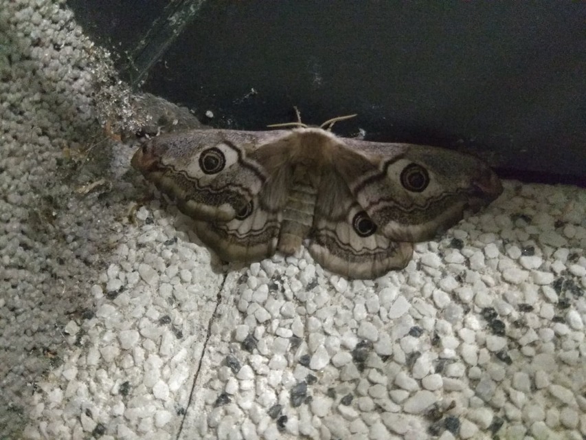 Saturnia pavoniella/pavonia