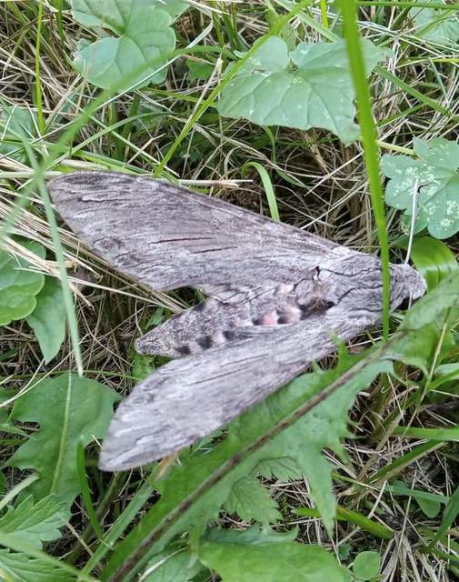 Agrius convolvuli - szulákszender