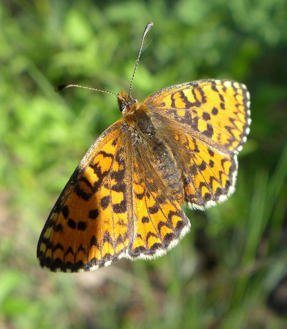 Melitaea trivia - kis tarkalepke
