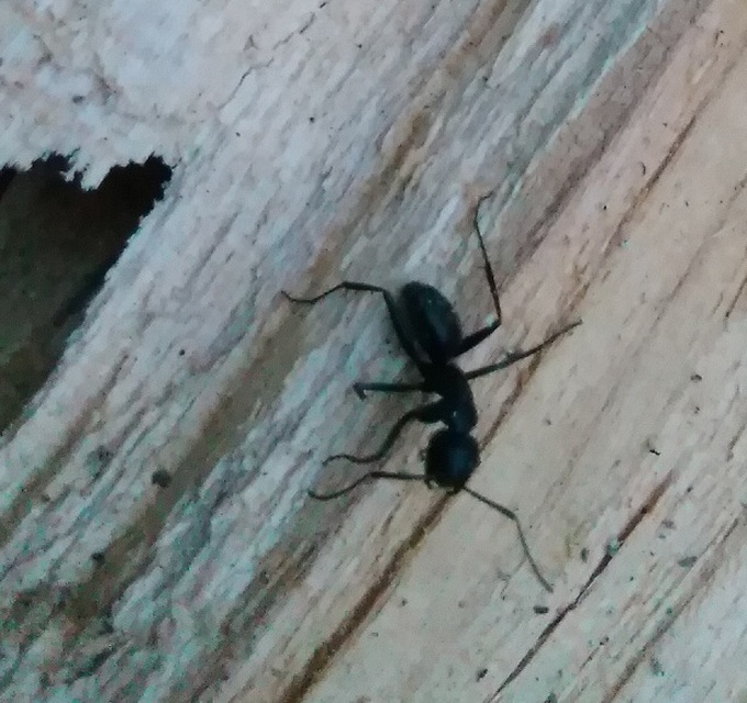 Camponotus vagus - fekete lóhangya