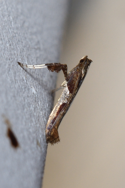 Caloptilia fidella - komlógöngyölő keskenymoly
