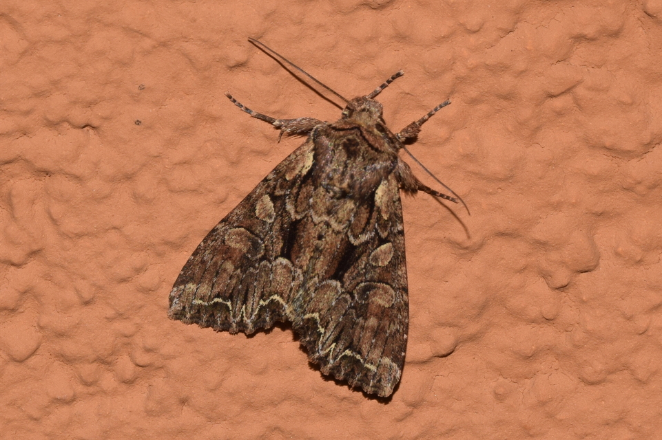Lacanobia thalassina - borbolya-kertibagoly