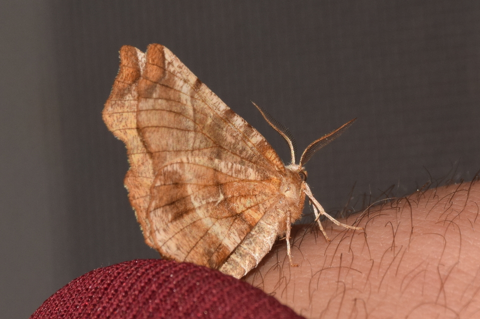 Selenia dentaria - kétfoltos holdasaraszoló