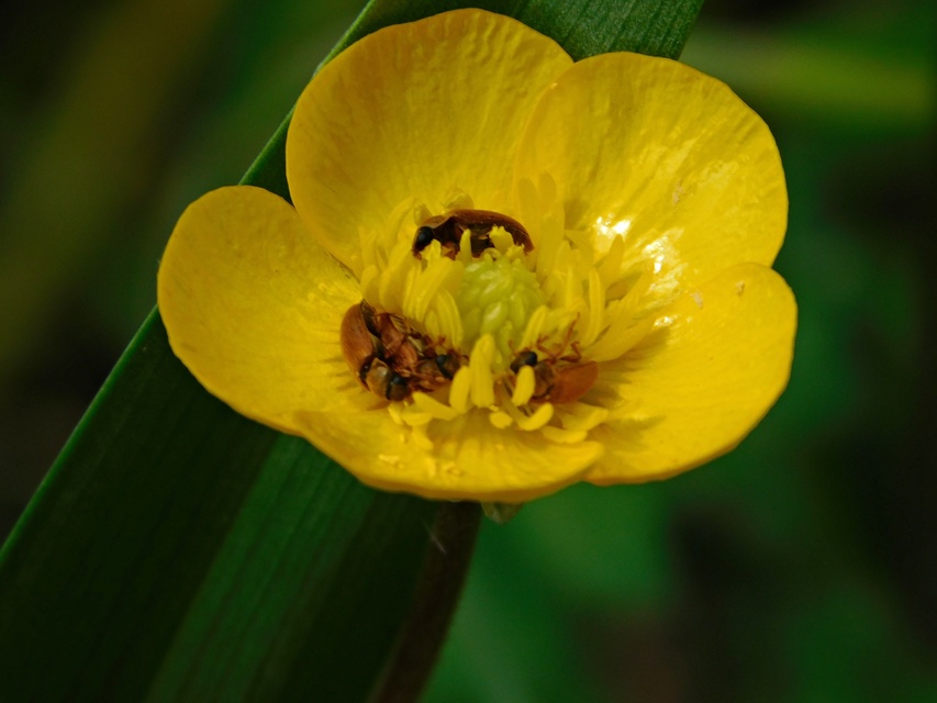 Byturus ochraceus - gyömbérgyökérbogár
