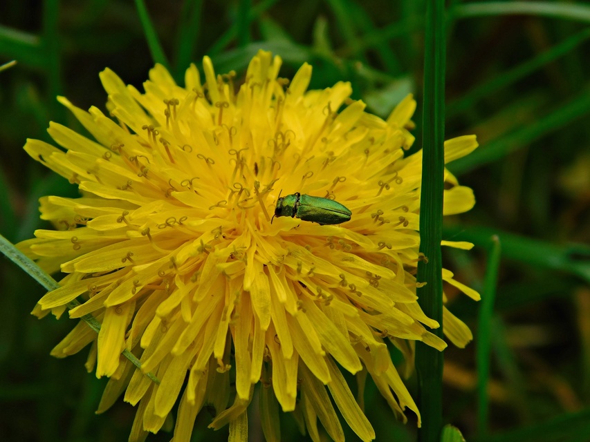 Anthaxia nitidula - ragyogó virágdíszbogár