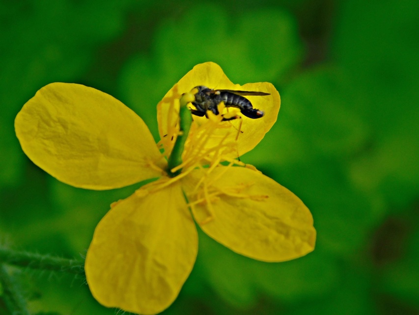 Empididae - táncoslegyek