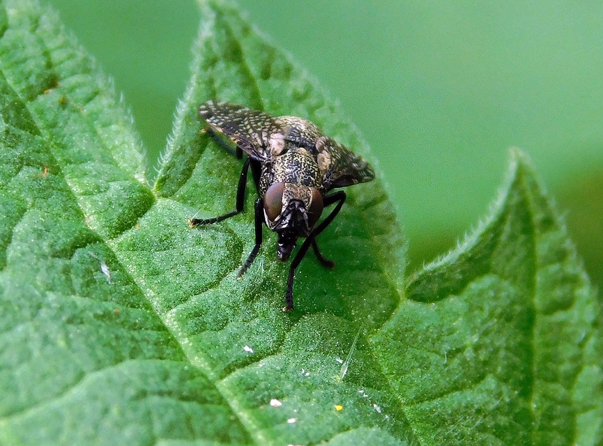 Platystoma