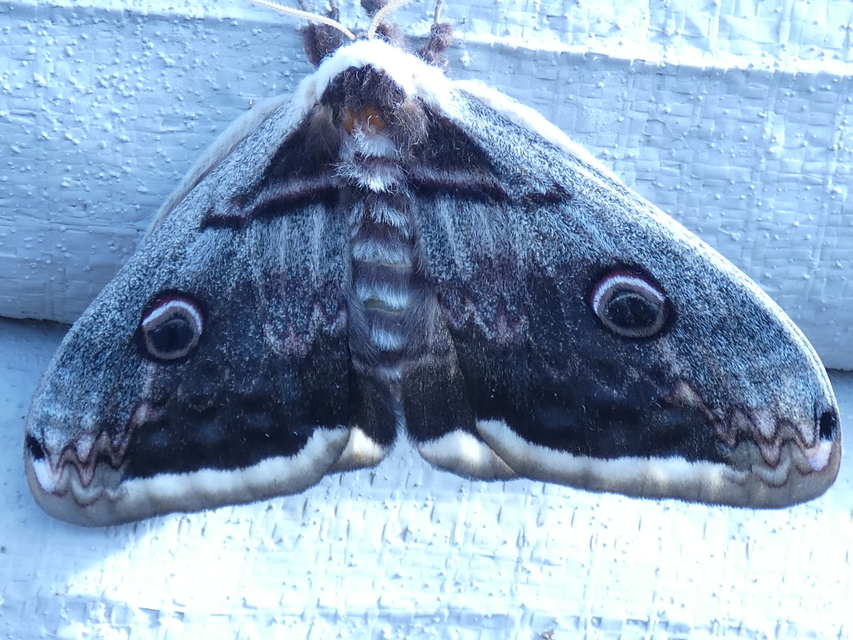 Saturnia pyri - nagy pávaszem