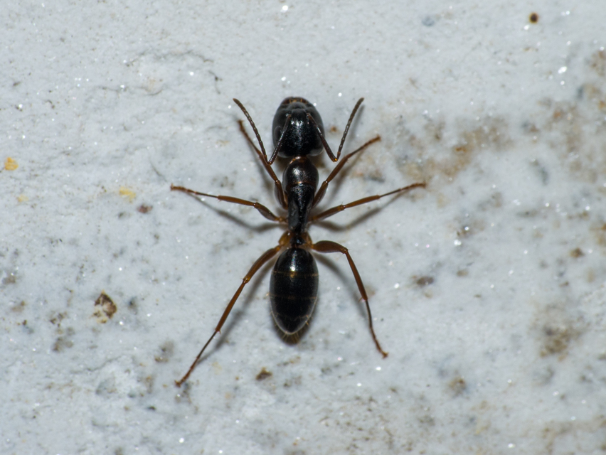 Camponotus fallax - ligeti lóhangya