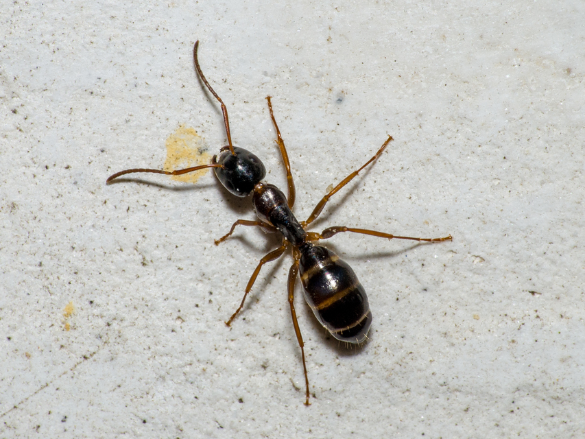 Camponotus fallax - ligeti lóhangya