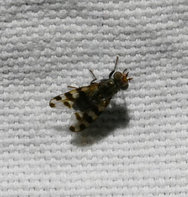 Ceroxys hortulana - kerti foltoslégy