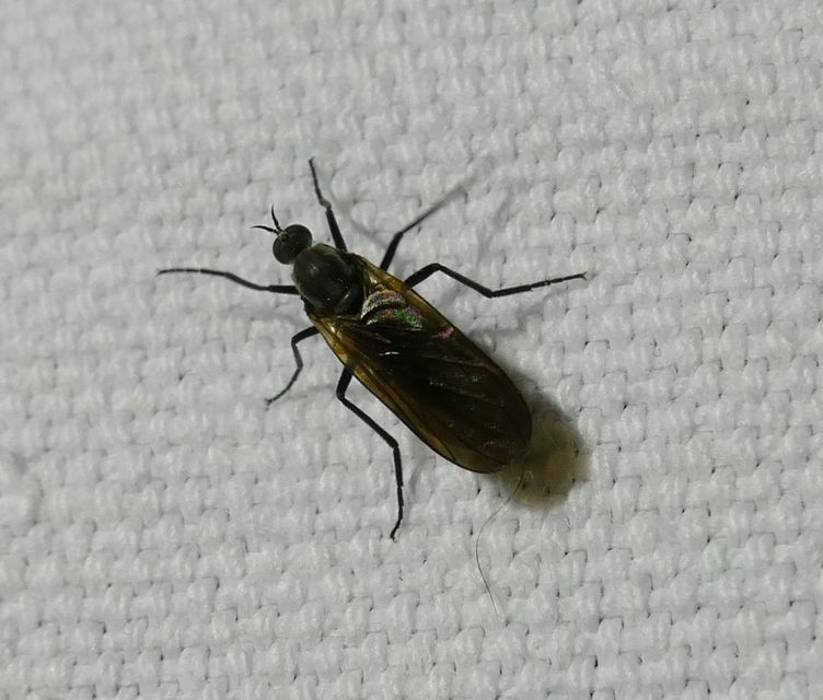 Empididae - táncoslegyek