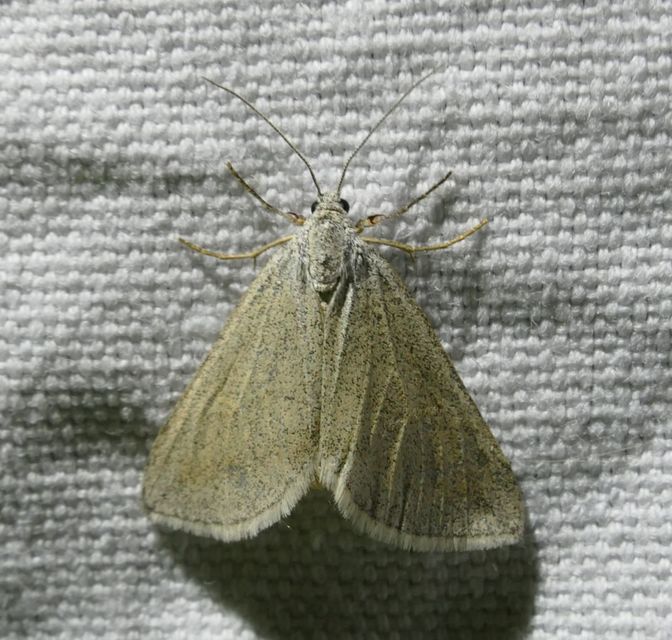 Lithostege griseata - szürke araszoló
