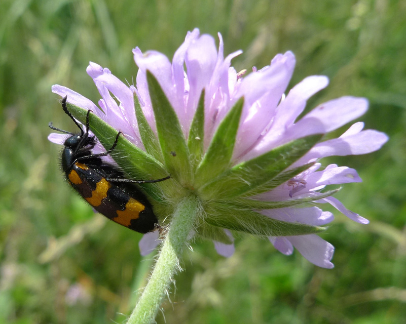 Mylabris variabilis - szalagos hólyaghúzó Mylabris variabilis - szalagos hólyaghúzó